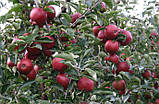 Яблуня Ред Джонапринц. (P14). Зимовий сорт. Однорічний, фото 2