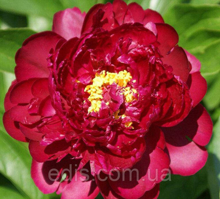 Півонія Francoise Ortegat (Франсуа Ортега) кореневище