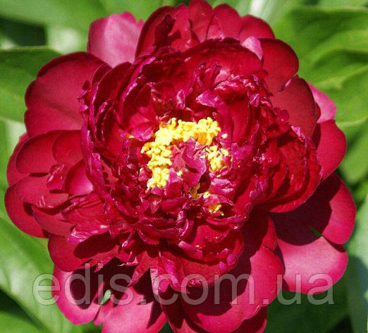 Півонія Francoise Ortegat (Франсуа Ортега) кореневище, фото 1