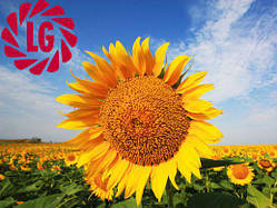 Насіння соняшнику LG 5580 (Лімагрейн)