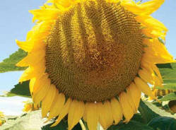 Насіння соняшника LG 5635 (Лімагрейн)