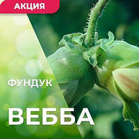 Саженцы фундука Вебба ценный 2-х летний