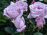 Чайно-гібридна троянда сорту Блакитний ніл, фото 3