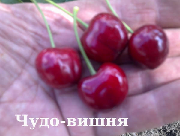 Купить Вишня Чудо Вишня, цена 275 ₴ — Prom.ua (ID#765687917)