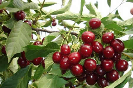 Купить Вишня Чудо Вишня, цена 275 ₴ — Prom.ua (ID#765687917)