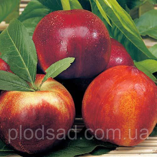 Нектарин колоноподібний Рубіс