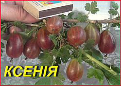 Аґрус "Ксенія" (ЗКС) 2 роки