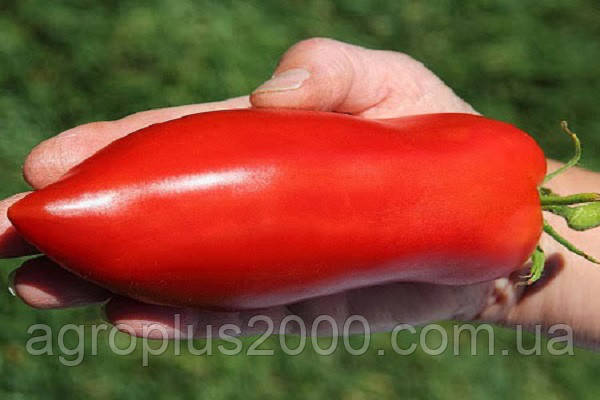 Насіння Томат індетермінантне Хуго 0,2 грама Torseed