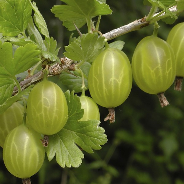 Агрус сорт Хиннонмаки Green (зелений), напівупакований