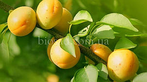 Абрикос Улюблений, фото 1