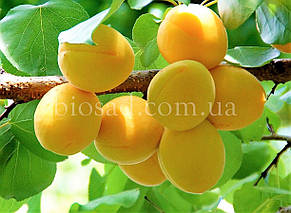 Абрикос Улюблений, фото 2