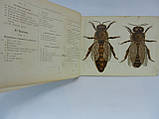 Вернер О. Бджола, її будова та внутрішні органи у картинах із коротким текстом Отто Вернера (б/у)., фото 9