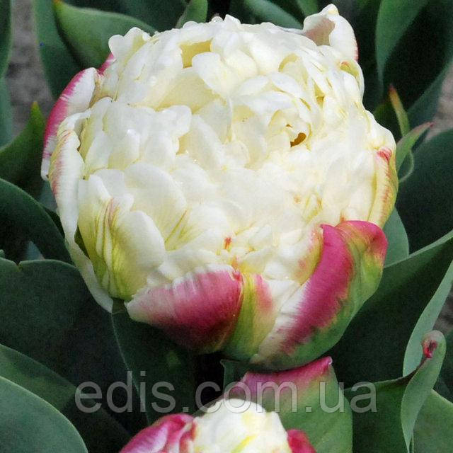 Тюльпан махровий пізній Ice Wonder 3 цибулинки