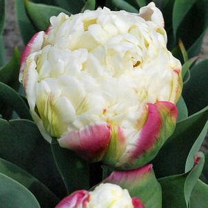 Тюльпан махровий пізній Ice Wonder 3 цибулинки, фото 1