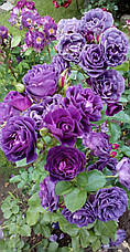 Троянда Мінерва (Minerva) Флорибунда, фото 3