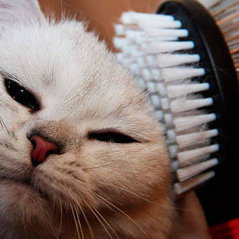 Косметика та шампуні для котів