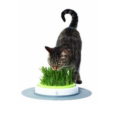 Трава для котів