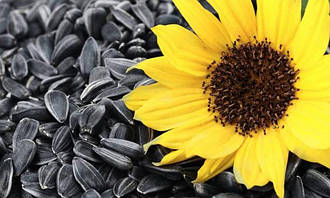 Насіння соняшнику