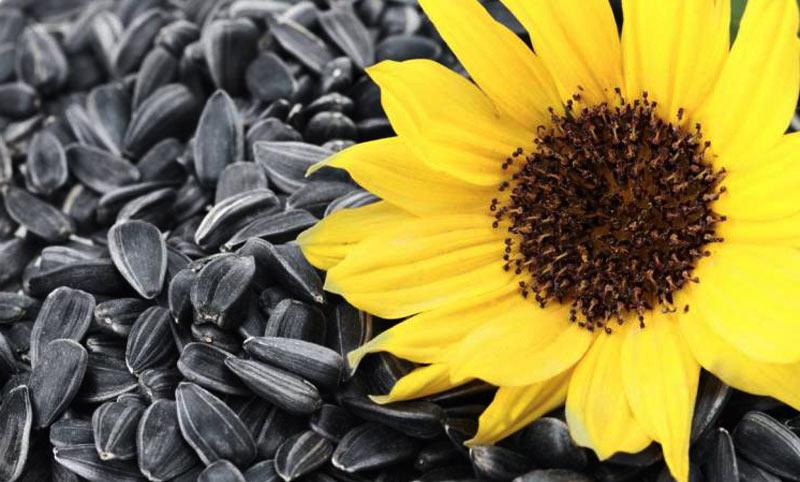 Кучері гібрид соняшника