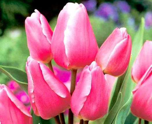 Луковиці тюльпанів Happy Family (Хеппі Фемілі), фото 2
