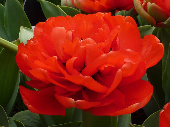 Луковиці тюльпанів Міранда, фото 2