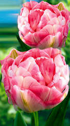 Луковиці тюльпанів Фінола