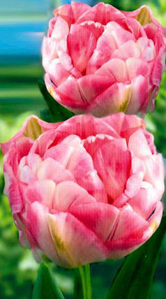 Луковиці тюльпанів Фінола, фото 2