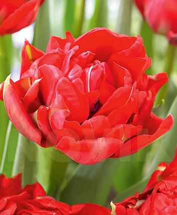 Луковиці тюльпанів Проміс, фото 2