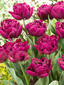 Цибулини тюльпанів Уорлд Боул, фото 2