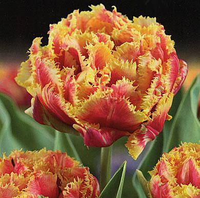 Луковиці тюльпанів Голд Даст, фото 2