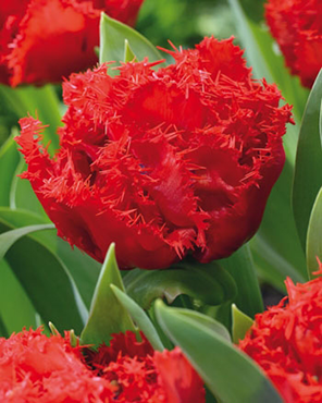 Луковиці тюльпанів Енфільд, фото 2