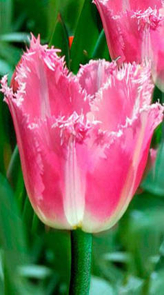 Луковиці тюльпанів Фенсі Фрілз (Fancy Frills), фото 2