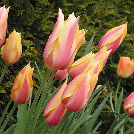 Луковиці тюльпанів Блашинг- Леді, фото 2