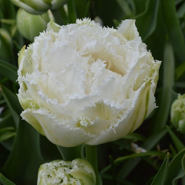 Луковиці тюльпанів Сноу Кріїстал (Snow Crystal)