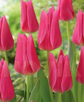 Луковиці тюльпанів Єверглу, фото 2