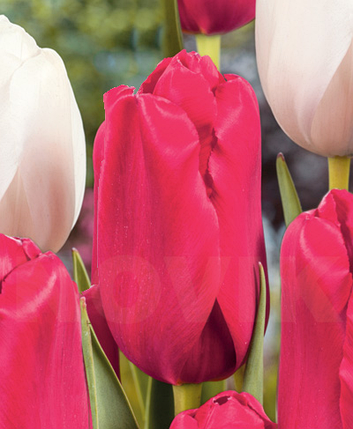 Луковиці тюльпанів Пінк Прауд, фото 2