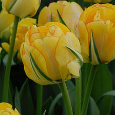 Луковиці тюльпанів Акебоно (Akebono)