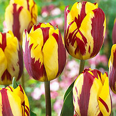 Луковиці тюльпанів Хелмар (Helmar)