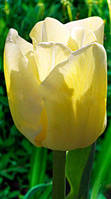 Луковицы тюльпанов Чирс (Cheers)