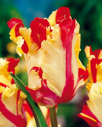 Цибулини тюльпанів Паррот Голд (Parrot Gold), фото 2