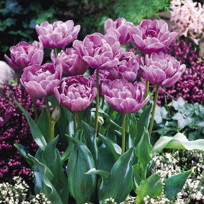 Цибулини тюльпанів Лилак Перфекшн (Lilac Perfection), фото 2
