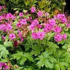 

Герань крупнокорневищная