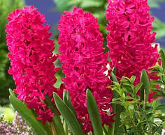 Луковицы гиацинта Ян Бос (Jan Bos)