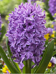 Луковиці гіацинта Перпл Стар (Purple Star)