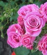 Троянда мініатюрна Лавендер Джувел (Lavander Jewel)