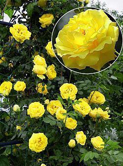 Троянда Голд Штерн (Rose Gold Shtern)