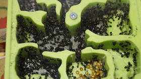 Формікарії-мурашині ферми