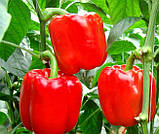 Перець солодкий Едуарде диво, ТМ Satex (Німеччина), проф. пакет 250 грамів, фото 3