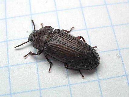 Жук знахаря (кормова культура)