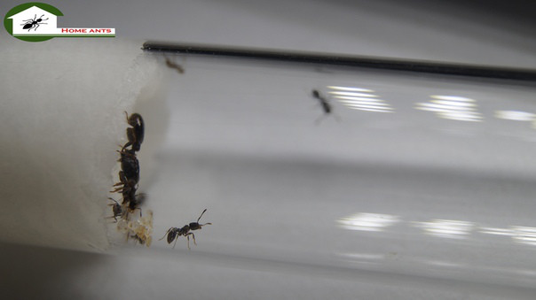 Мурахи Tetramorium caespitum, фото 1